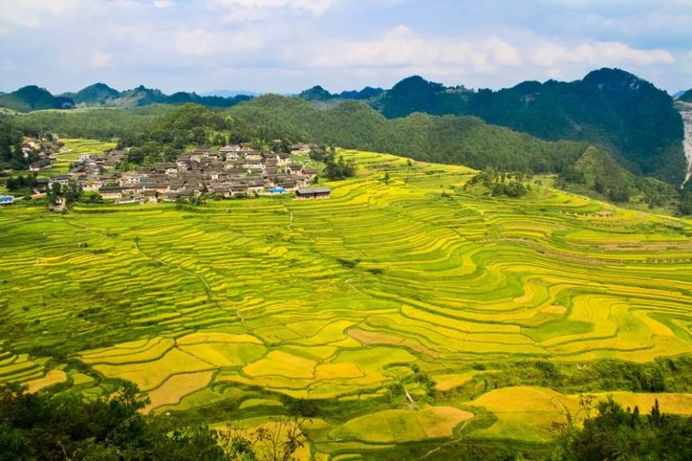 Gaoyao rice terrace in Guizhou